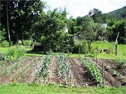 Vermont Garden